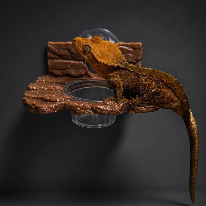 Kryjówki do terrarium 3D