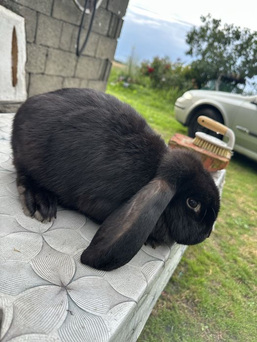 Baran francuski samiczki