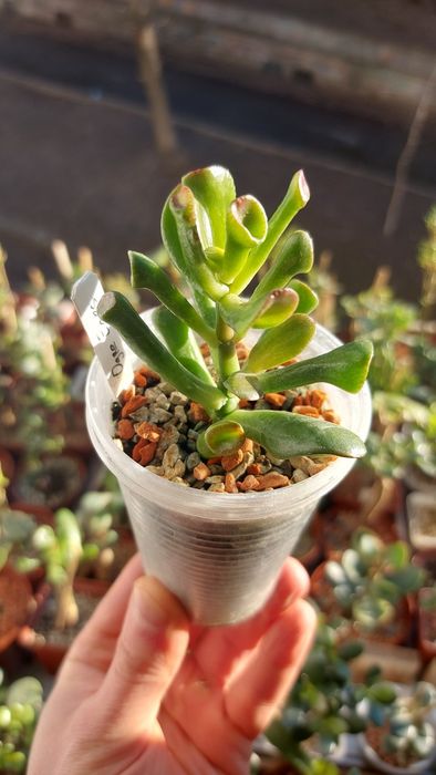 Crassula  Ogre Ears  Крассула Вуха Огра