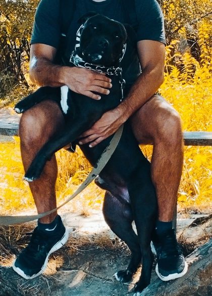 Кобель пітбультерьєра (пітбуль) на в'язку.