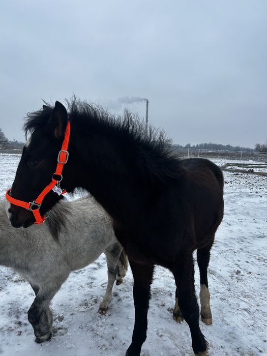 Wyjątkowy ogierek z potencjałem