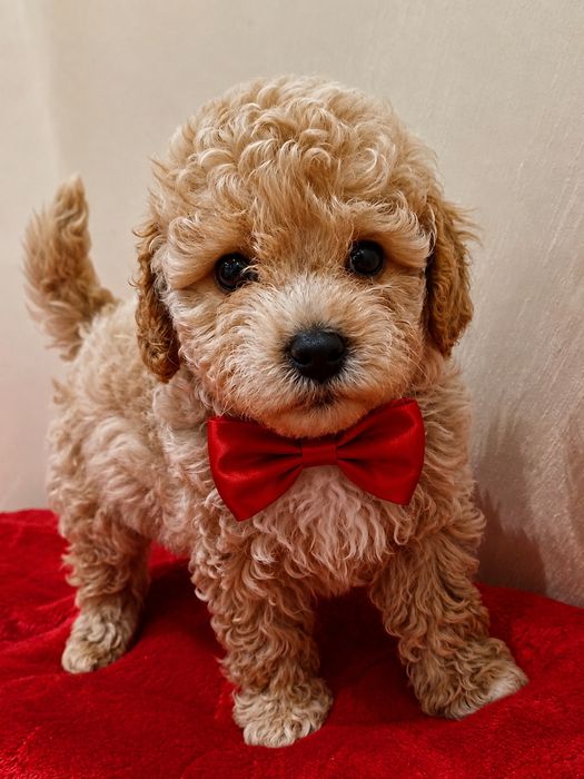 Maltipoo  Pudel toy/&maltanczyk
