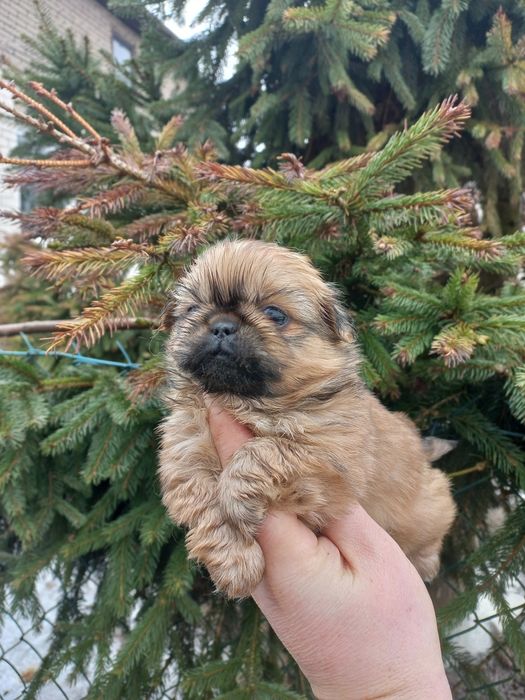 Pekińczyk miniaturka