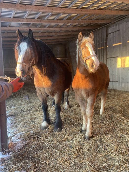 Klacz zimnokrwista z źróbką