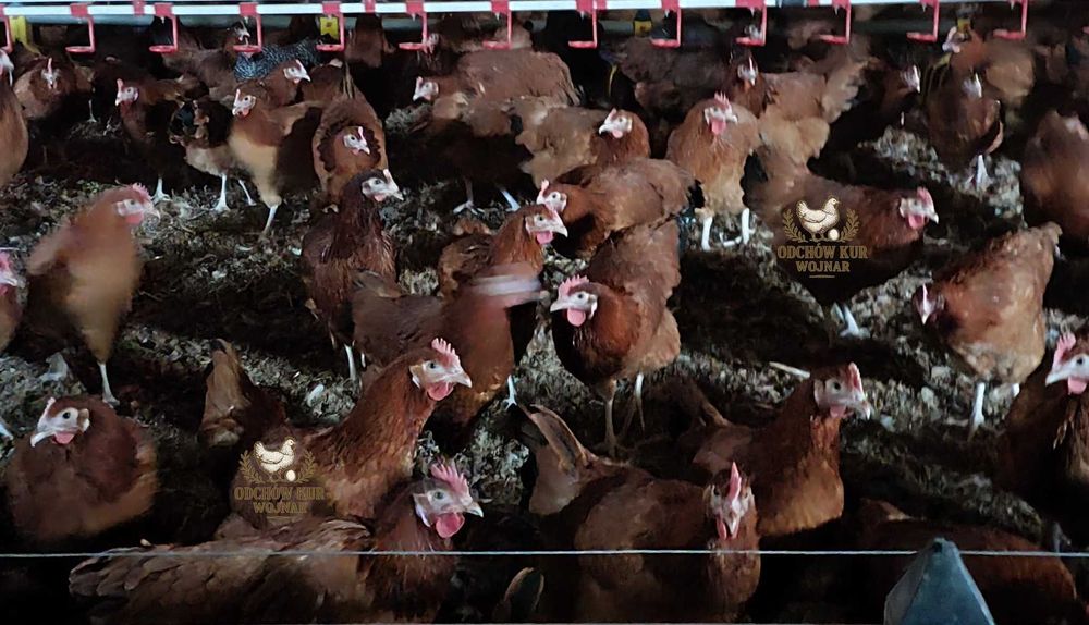 Kury nioski rosa ogólnoużytkowe różne odmiany 18–22 tygodnie