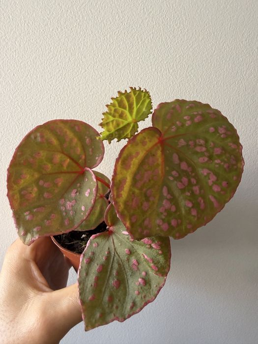 Begonia Muara Wahau