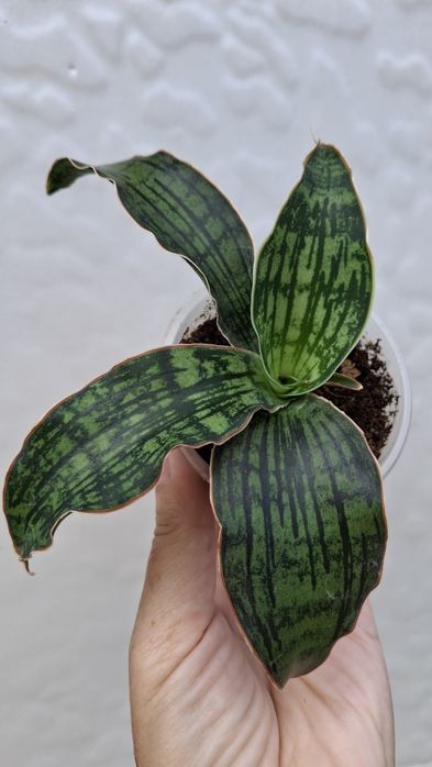 sansevieria cleopatra сансевиерия Клеопатра