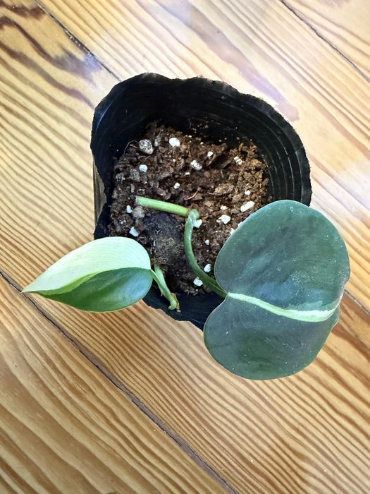 Philodendron Cream Splash