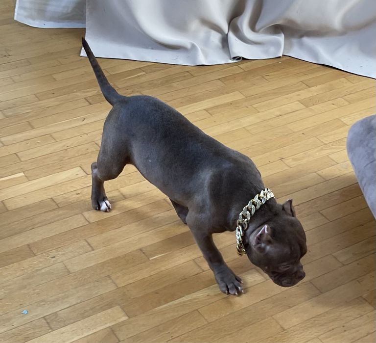 Американский Буллі