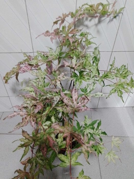 vendo planta acer ukigumo