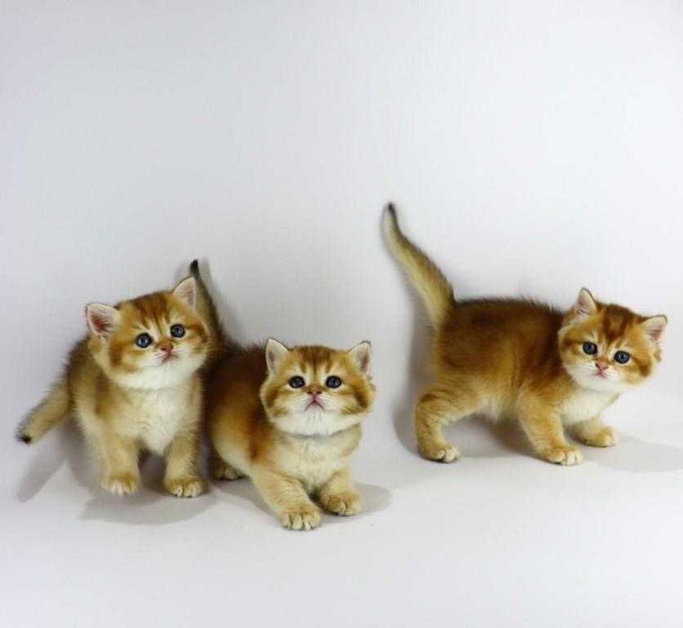 Очень красивые, яркие, британские котята в окрасе-золотая шиншилла