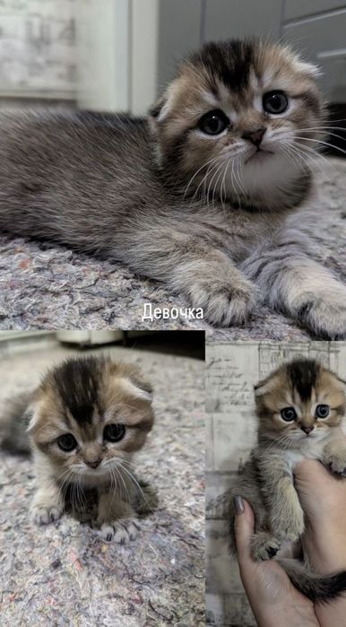 Срочно! Шотландский Золотой мальчик