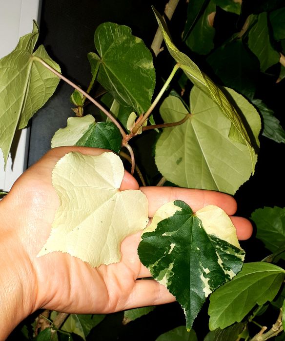 Липовидный вариегатный гибискус с/с