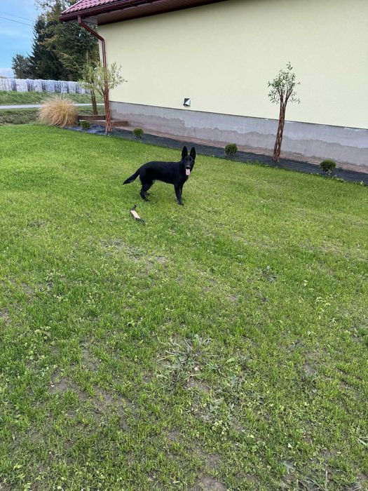 Owczarkek niemiecki użytkowy FCI