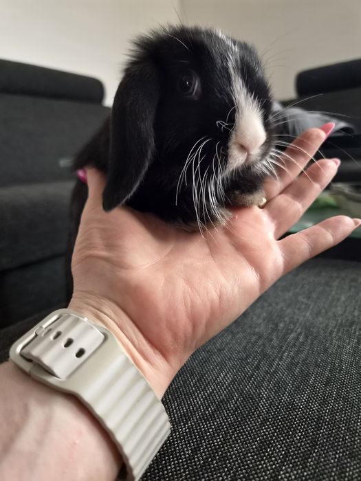 Króliczki Mini lop hodowla zarezerwowana