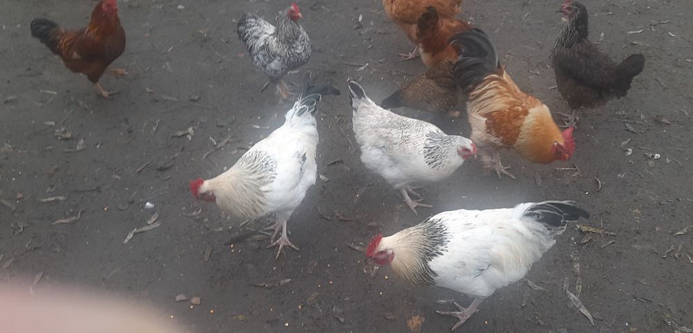 Jurne koguty tegoroczne