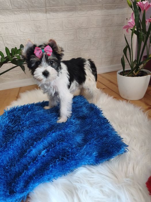 Yorkshire terrier biewier śliczna sunia