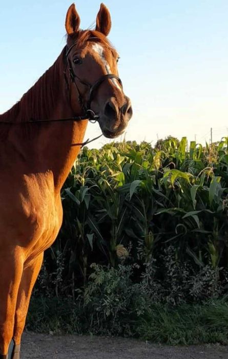 Ogłowie  w rozmiarze XFULL