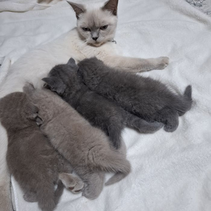 шотландські котята