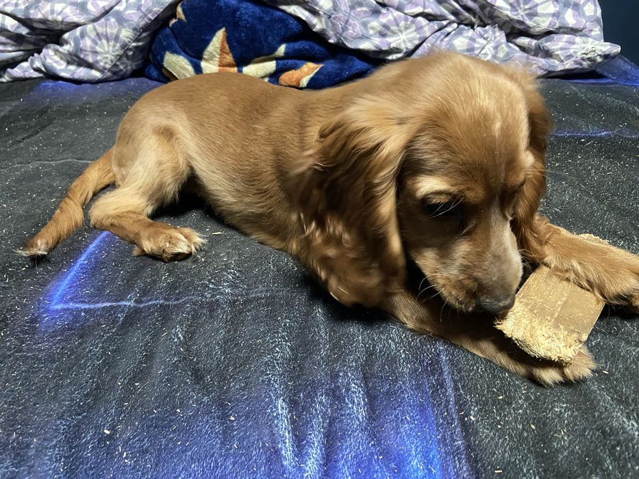 Дівчинка Англійський кокер спаніель