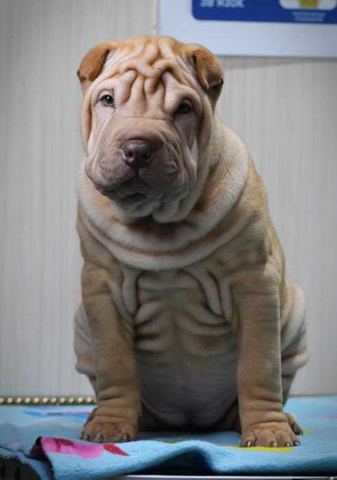 Шарпей дівчинка шукає нову родину