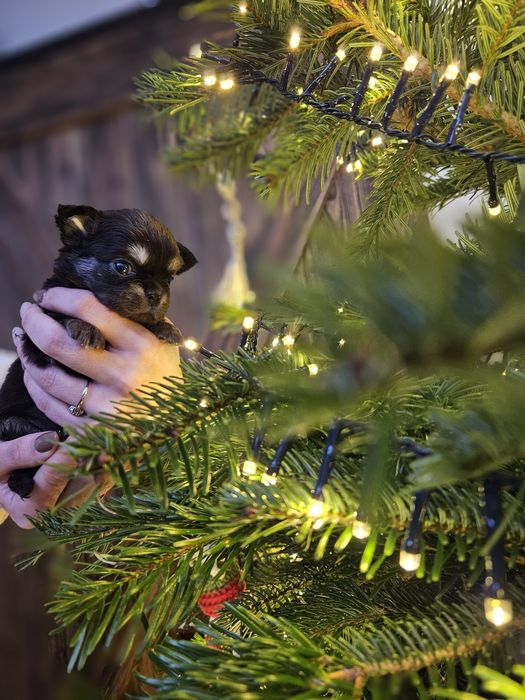 Chihuahua piękna suczka dlugowłosa