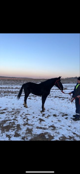 dwie klacze ślaskie