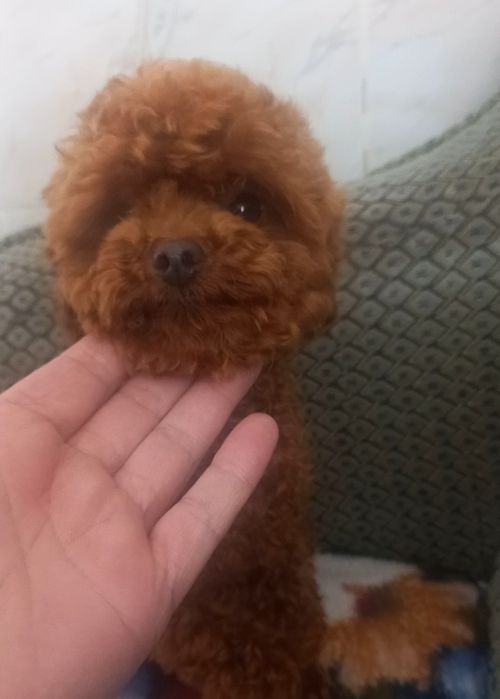 Вязка пудель мини.