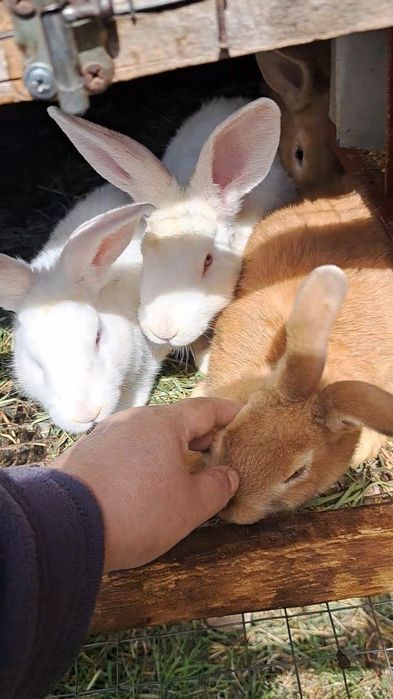 Продам домашніх кроликів різного віку.