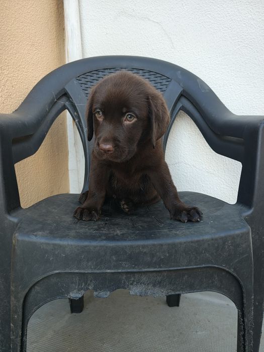 Labrador chocolate fêmea olhos verdes