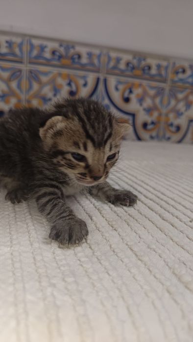 Gatinhos bebés para adoção