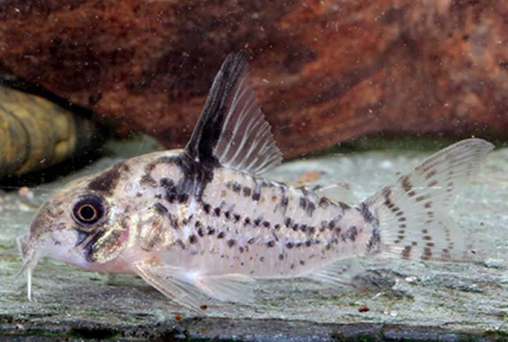 Corydoras Kirysek CW 115, Kirys CW 115