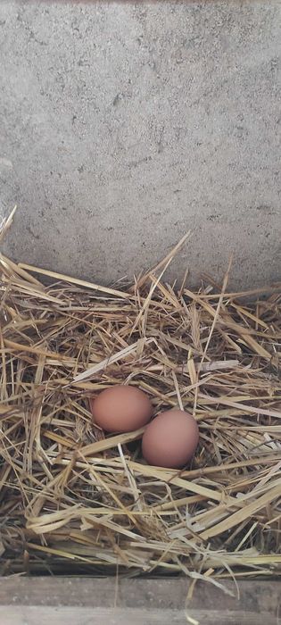 Ovos frescos do campo L - (Entregas)