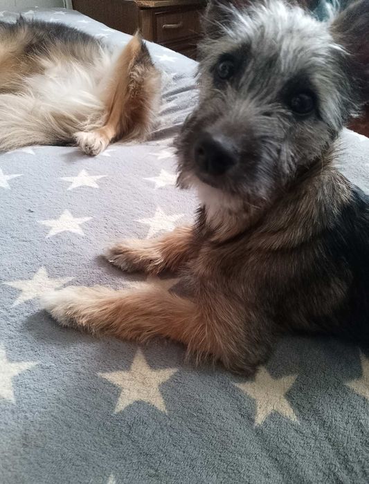 Щеня невеликого розміру