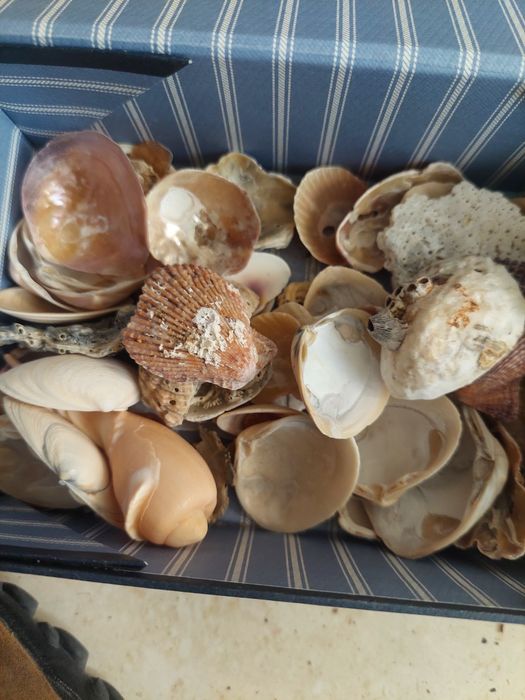 Lote conchas diversas