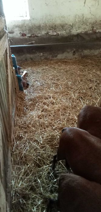 młode owce i barany kameruńskie