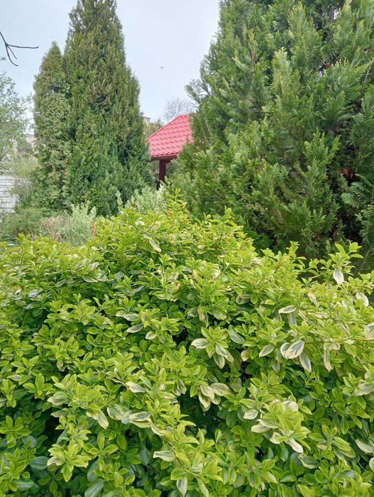 Odstapie prawo do dzialki rod