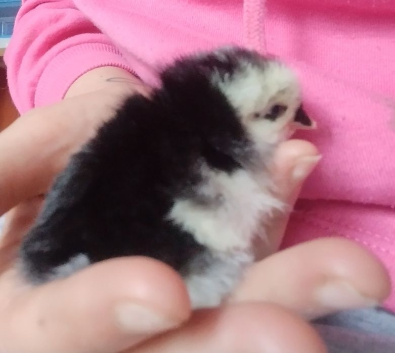 Sprzedam jaja lęgowe mix kur wysoko nieśnych