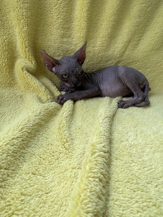 Канадський сфінкс Бейбік