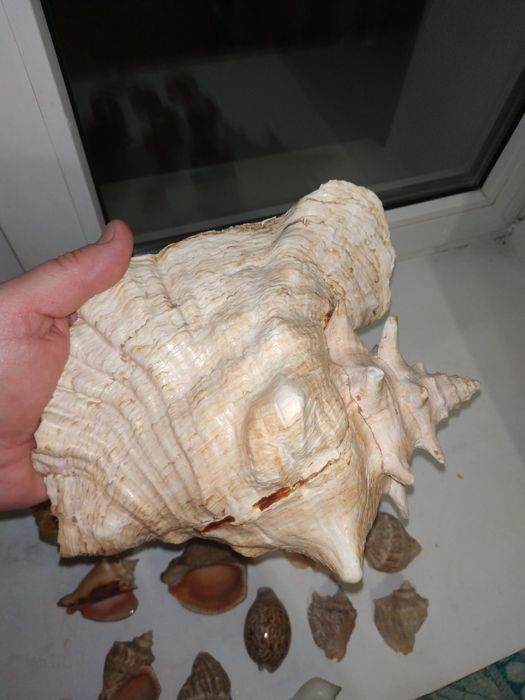 Ракушки для аквариума.