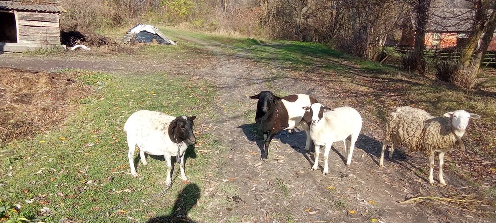 Продам баранів деталі за номером телефону