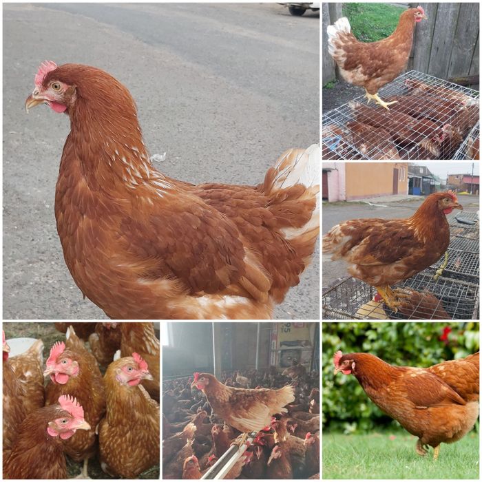 Ломан Браун,молода курочка 5,5 міс