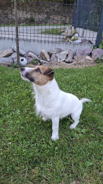 Pies Jack Russel Terier