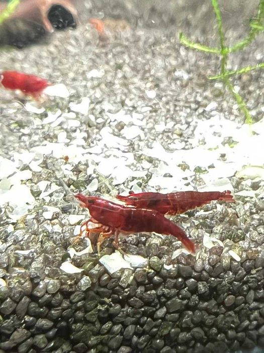 Krewetki Neocaridina Bloody Mary