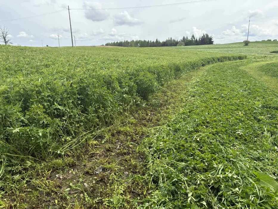 Kukurydza sianokiszonka siano słoma w belach lucerna koniczyna
