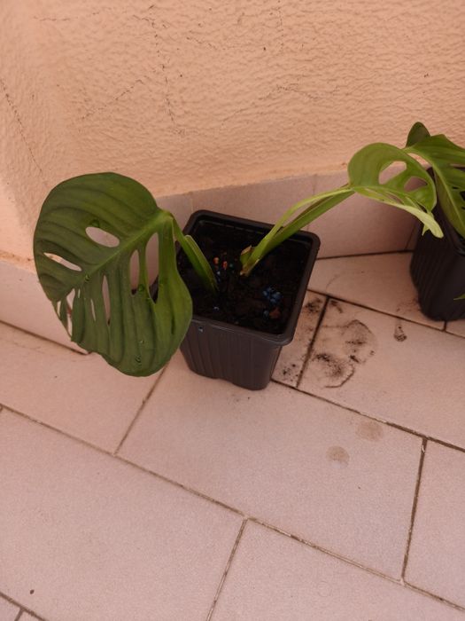 Monstera oblíqua adansonii.