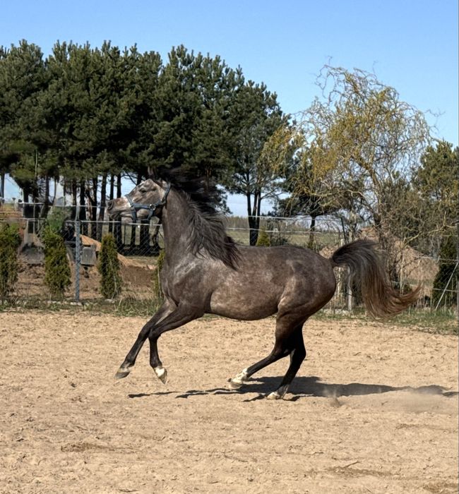 klacz 3 letnia - klacz arabska - D Zeidan