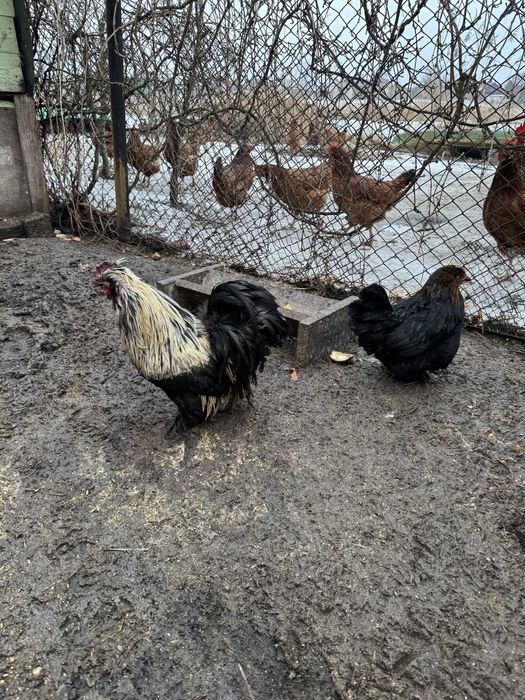 1+2 mix silka/kochin miniaturka/rosa