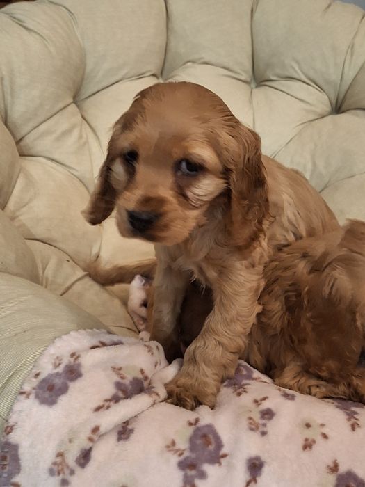 Cocker spaniel złoty piesek