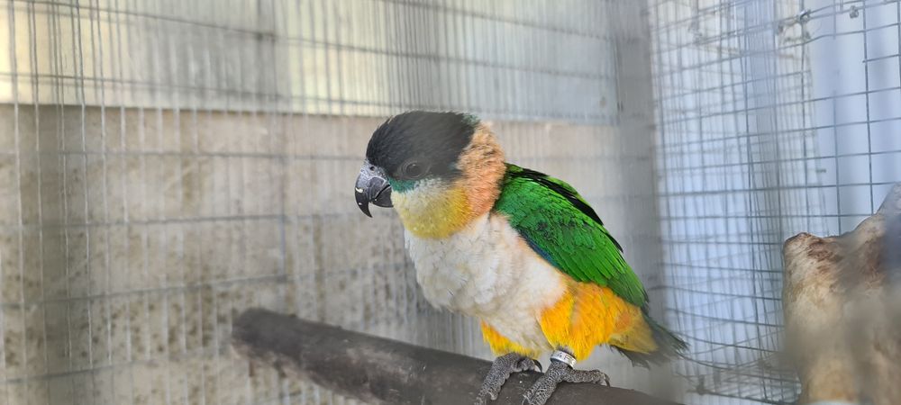 Oratrix e marianinha